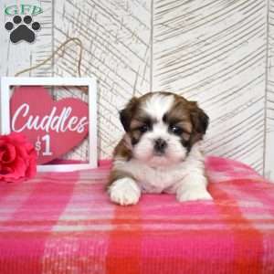 Oliver, Shih Tzu Puppy